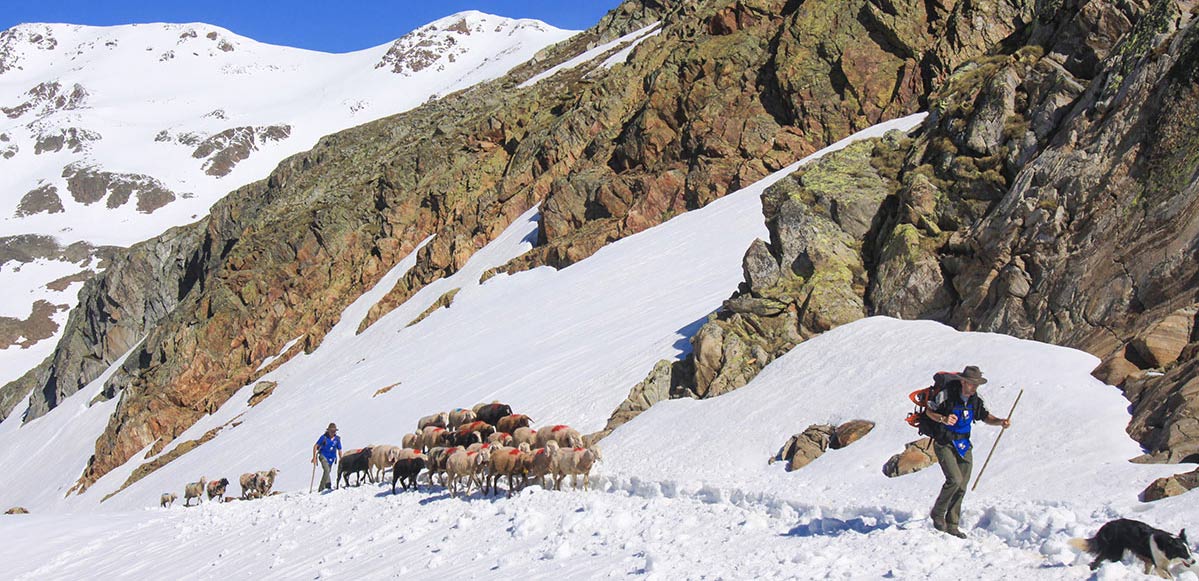 Transhumance - immaterial Cultural Heritage of UNESCO